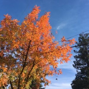 Meet your Posher, Penelope